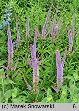 Veronicastrum sibiricum Red Arrows