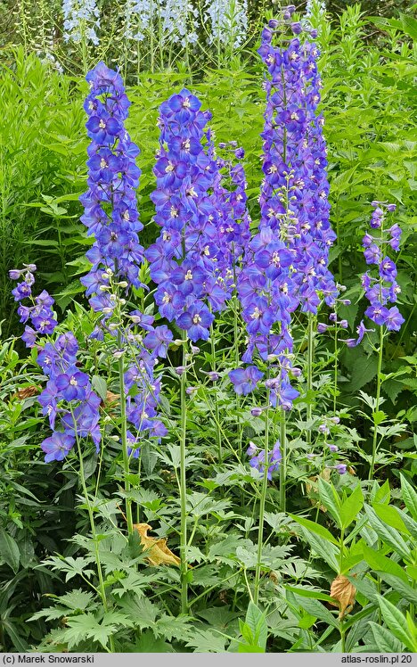 Delphinium Polarnacht