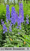 Delphinium Polarnacht