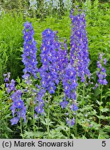 Delphinium Polarnacht