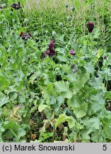 Papaver somniferum Black Peony