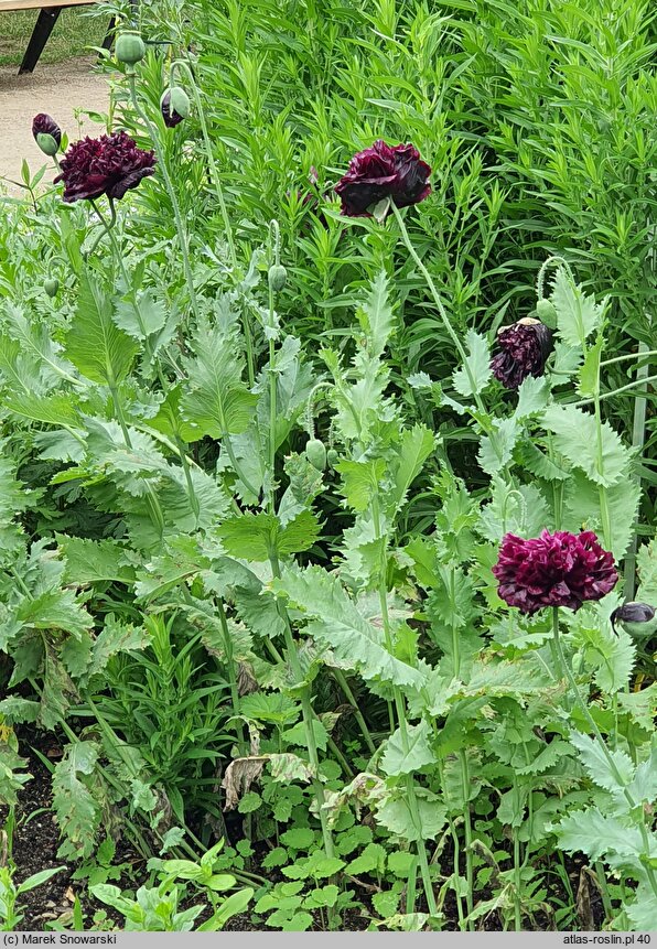 Papaver somniferum Black Peony