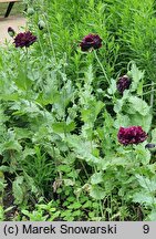 Papaver somniferum Black Peony