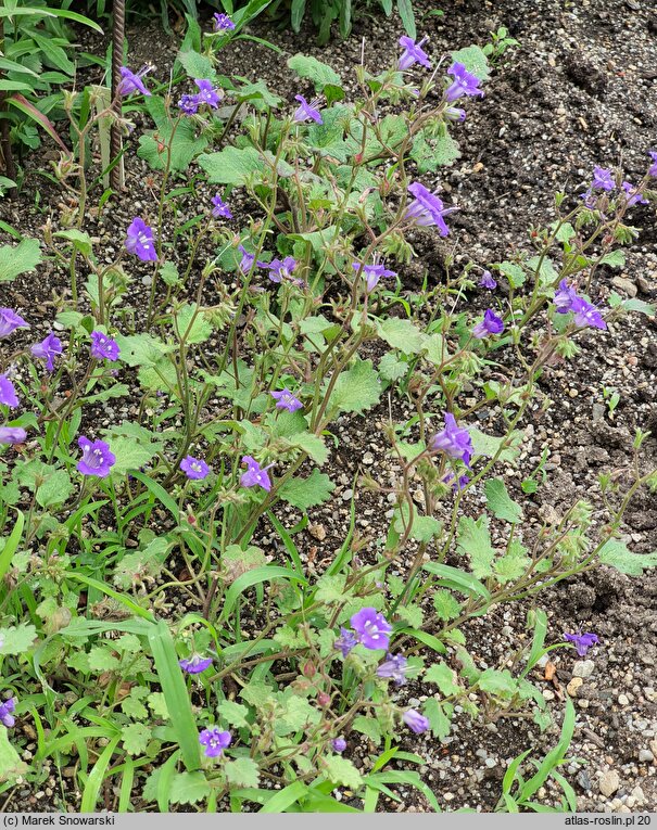 Phacelia parryi