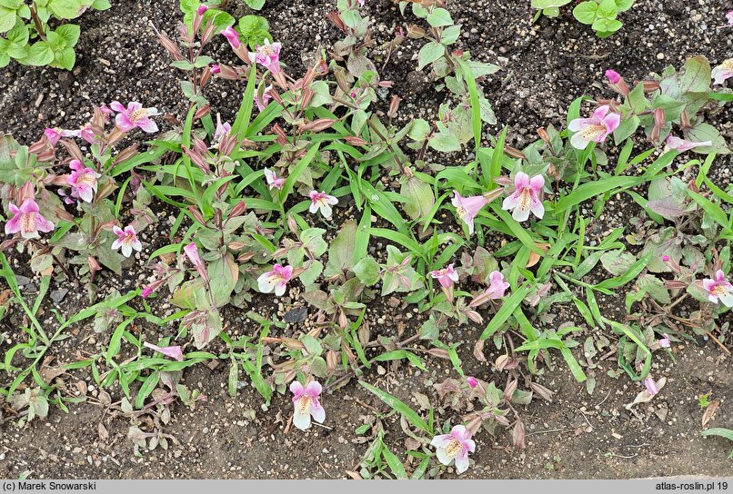 Mimulus Andean Nymph