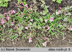 Mimulus Andean Nymph