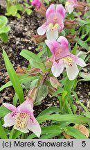 Mimulus Andean Nymph