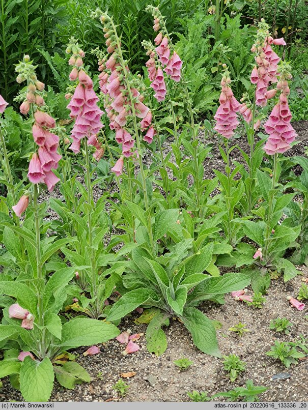 Digitalis ×mertonensis (naparstnica Mertona)