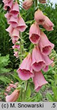 Digitalis ×mertonensis (naparstnica Mertona)