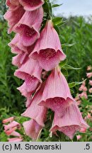 Digitalis ×mertonensis (naparstnica Mertona)