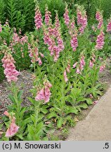 Digitalis ×mertonensis (naparstnica Mertona)