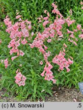 Penstemon Huntington Pink