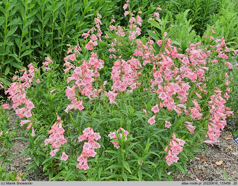 Penstemon Huntington Pink