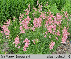 Penstemon Huntington Pink