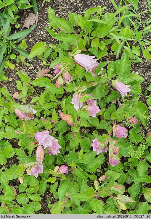 Campanula punctata Reifrock