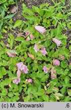 Campanula punctata Reifrock