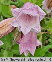 Campanula punctata Reifrock