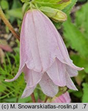 Campanula punctata Reifrock