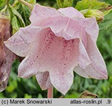 Campanula punctata Reifrock