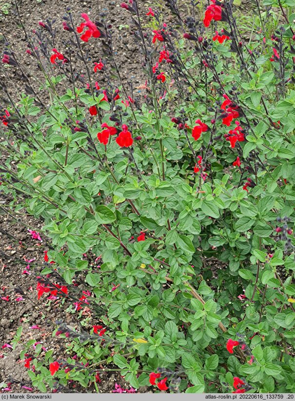 Salvia Royal Bumble