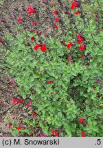 Salvia Royal Bumble