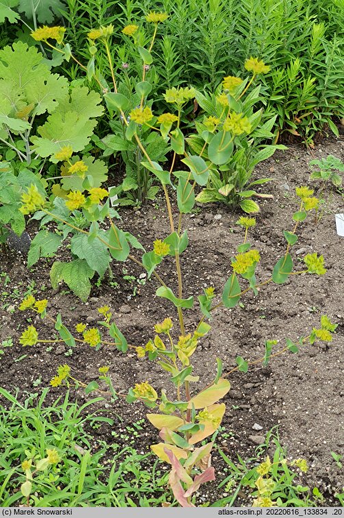 Bupleurum rotundifolium Decor