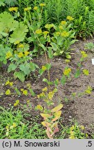 Bupleurum rotundifolium Decor