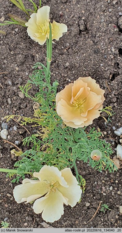 Eschscholzia Champagne