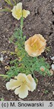Eschscholzia Champagne