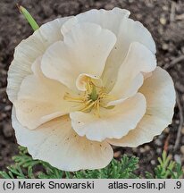Eschscholzia Champagne
