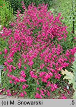 Penstemon Andenken an F. Hahn