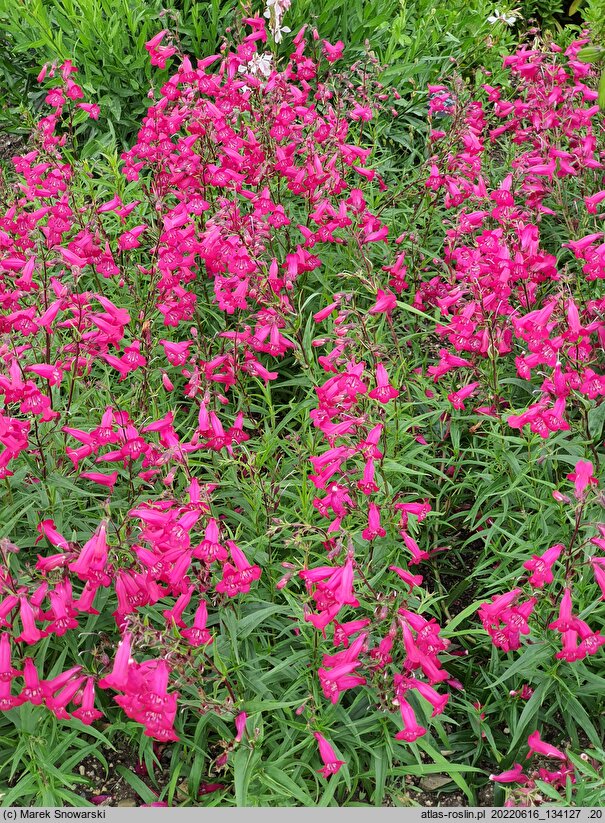 Penstemon Andenken an F. Hahn
