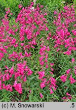 Penstemon Andenken an F. Hahn