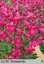 Penstemon Andenken an F. Hahn
