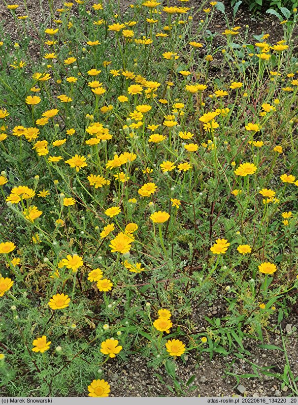 Anacyclus radiatus (bertram promienisty)