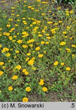 Anacyclus radiatus (bertram promienisty)
