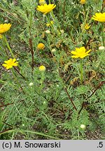 Anacyclus radiatus (bertram promienisty)