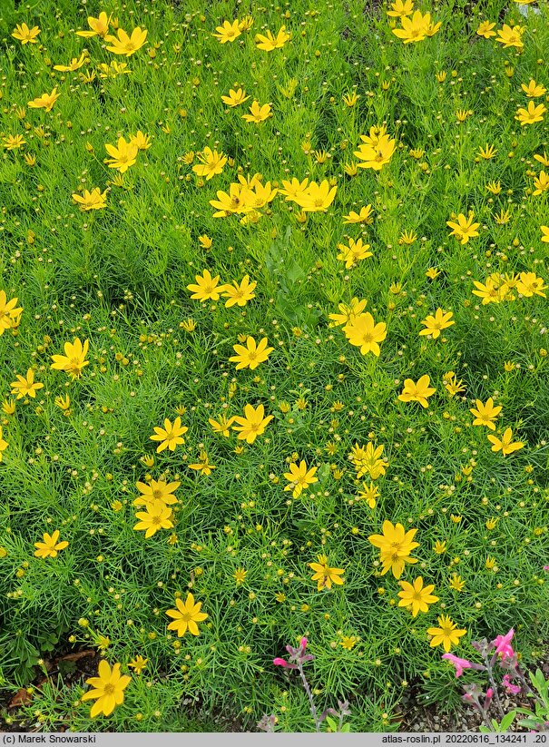 Coreopsis verticillata Zagreb