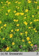 Coreopsis verticillata Zagreb