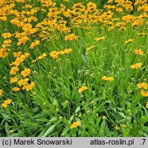 Coreopsis grandiflora Christchurch