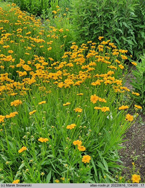 Coreopsis grandiflora Christchurch