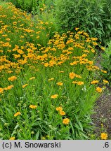 Coreopsis grandiflora Christchurch