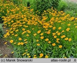 Coreopsis grandiflora Christchurch