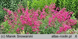 Penstemon Garnet