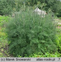 Foeniculum vulgare Purpureum