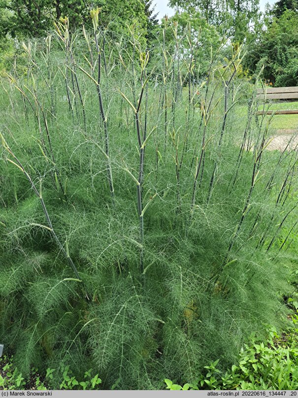 Foeniculum vulgare Purpureum