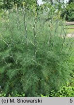 Foeniculum vulgare Purpureum
