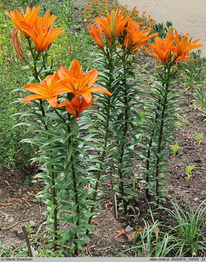 Lilium Scoubidou