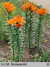 Lilium Scoubidou