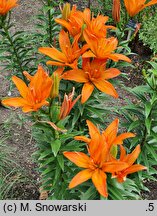 Lilium Scoubidou